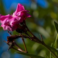 Олеандр, олеандр, раскрой свой секрет..... :: Elena Izotova