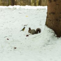 Фотоохота :: Владимир Деньгуб