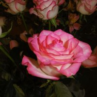 Розы :: татьяна 