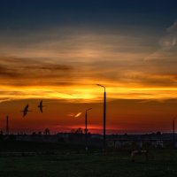 Улетает последняя пара... :: Анатолий Клепешнёв