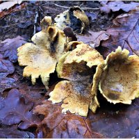 В лесу ещё растут грибочки. :: Валерия Комова