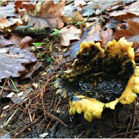 В лесу ещё растут грибочки. :: Валерия Комова