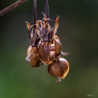 Мы весной вернёмся... :: Владимир Шамота