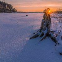 Пень :: Анатолий 