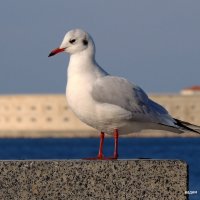 СЕВАСТОПОЛЬСКАЯ ЧАЙКА :: ВАДИМ СКОРОБОГАТОВ