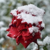Первый снег 2017 :: Вячеслав Платонов