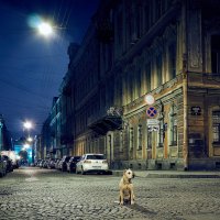 Пёс Петербург :: Aleks 9999
