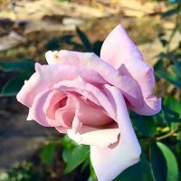 Осенние розы :: Алла ZALLA