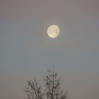 Луна на Рассвете :: Михаил Новиков