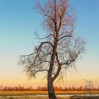 Одинокое дерево :: Владимир Волосовский