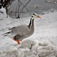 А вот и второй, через сугробы. :: Татьяна Помогалова