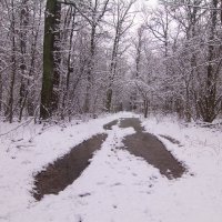 где то в лесу :: Владимир Зырянов