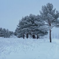 В заснеженном зимнем лесу :: Николай Белавин
