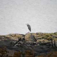 Серая цапля (лат. Ardea cinerea) :: Olga 