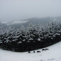 Зима в Стране Басков. :: Olga Grushko