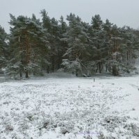 Fischbeker Heide :: Nina Yudicheva