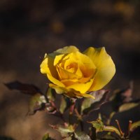 « Роза желтая , как ты красива, Хоть и грустен немного твой цвет…» :: Андрей Нибылица