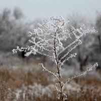 Весь покрытый инеем :: Dr. Olver ( ОлегЪ )