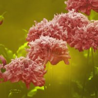 Маков цвет. Вариации. Poppy bloom. Variations. :: Юрий Воронов