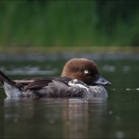 Уточка :: Андрей Медведев