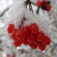 Калина в снегу. :: Людмила Ларина