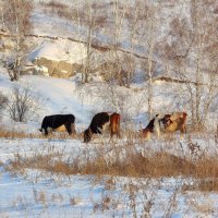 С одновременным охлаждением молока. :: nadyasilyuk Вознюк