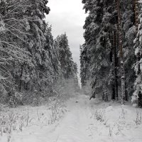 зимний лес :: оксана 
