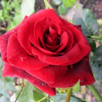 Роза – символ совершенства :: Galaelina ***