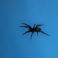 Декабрьский паук :: Aнна Зарубина
