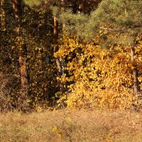 В октябре в лесопарке :: Олег Афанасьевич Сергеев