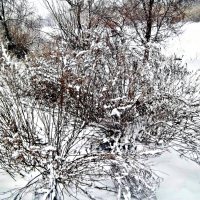 Снежная погода :: Татьяна Королёва