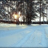 В лесу. :: Александр Шимохин