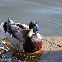 красота и мудрость от природы :: Олег Лукьянов