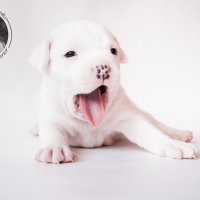 Puppies of Staffordshire Bull Terrier.Krasa Kuznetska. Фотограф Гуща Екатерина :: Екатерина Гуща