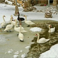 Лебеди зимуют дома :: Андрей K.