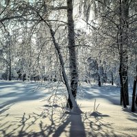 И стоят деревья словно в серебре.. :: Андрей Заломленков