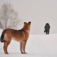 Ушла... :: Сергей Шаврин