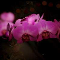 Орхидея и елка :: Леонид 