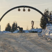 у входа в грядущий год :: Ирина ***