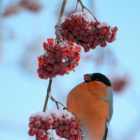 Новогодний :: Виктор Колмогоров