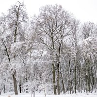 Park :: Сергей Тарабара