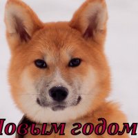 новогодний рыжий пёс 1 :: Александр Прокудин