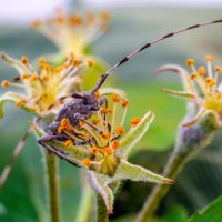 The whisker loves the stamens of the pear. :: Владимир M