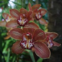 Орхидея Цимбидиум :: Елена Павлова (Смолова)