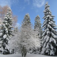 Снежные елки :: Mariya laimite