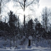 В зимнем лесу :: Вера Андреева