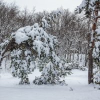 Зима в лесу :: Юрий Стародубцев
