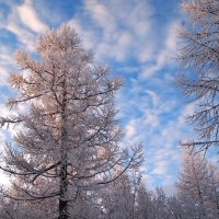 Прогулка по зимнему лесу :: ГАЛИНА Баранова