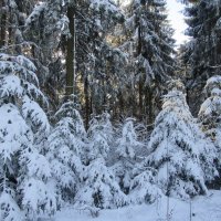 В зимнем лесу :: Mariya laimite