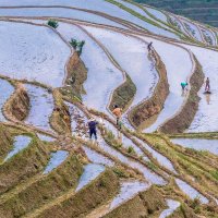 Рисовые террасы Китая :: Андрей Лукашенко